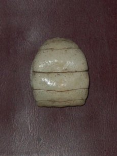 Fig. 3 - Addome di femmina di granchio